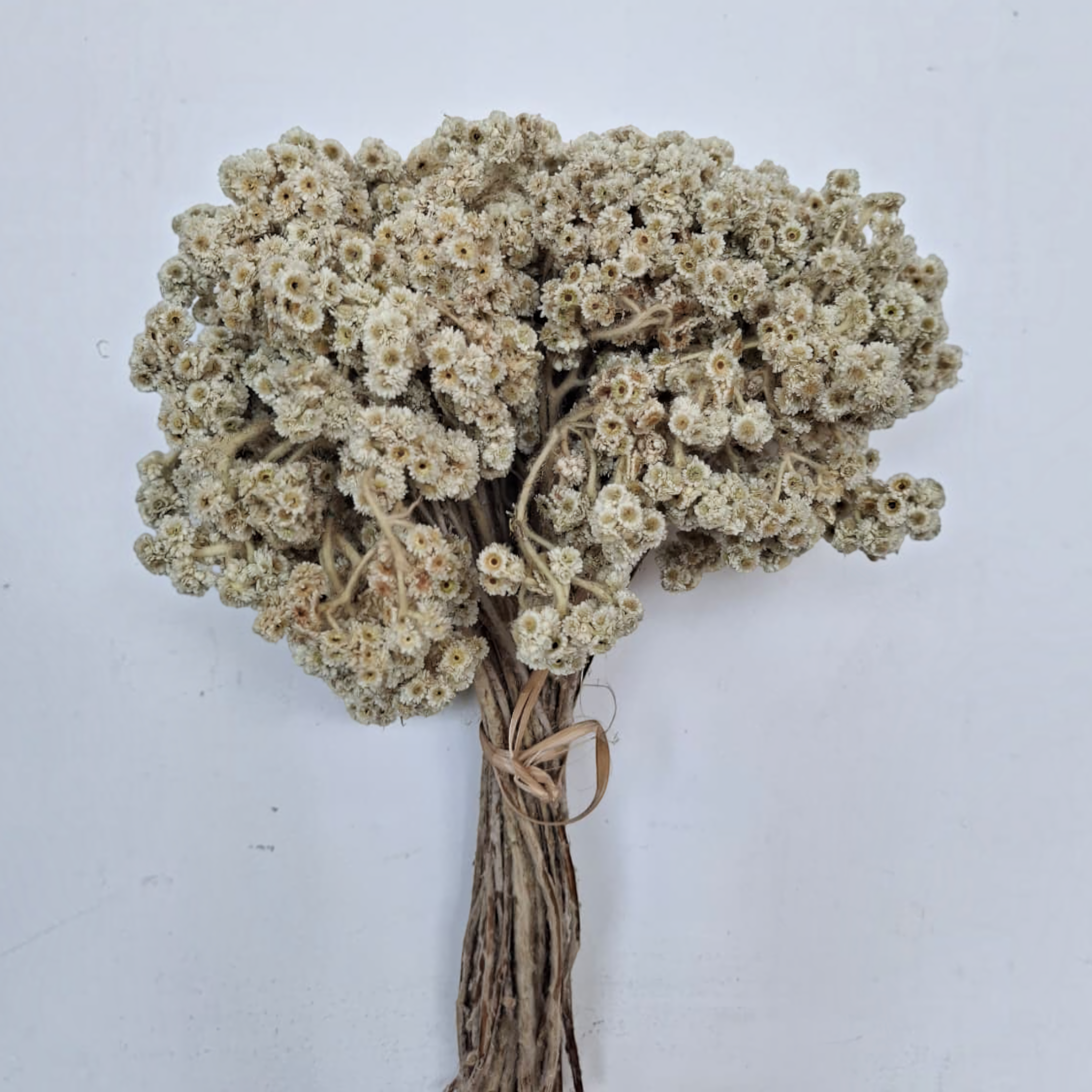 Dry Flower Edelwise