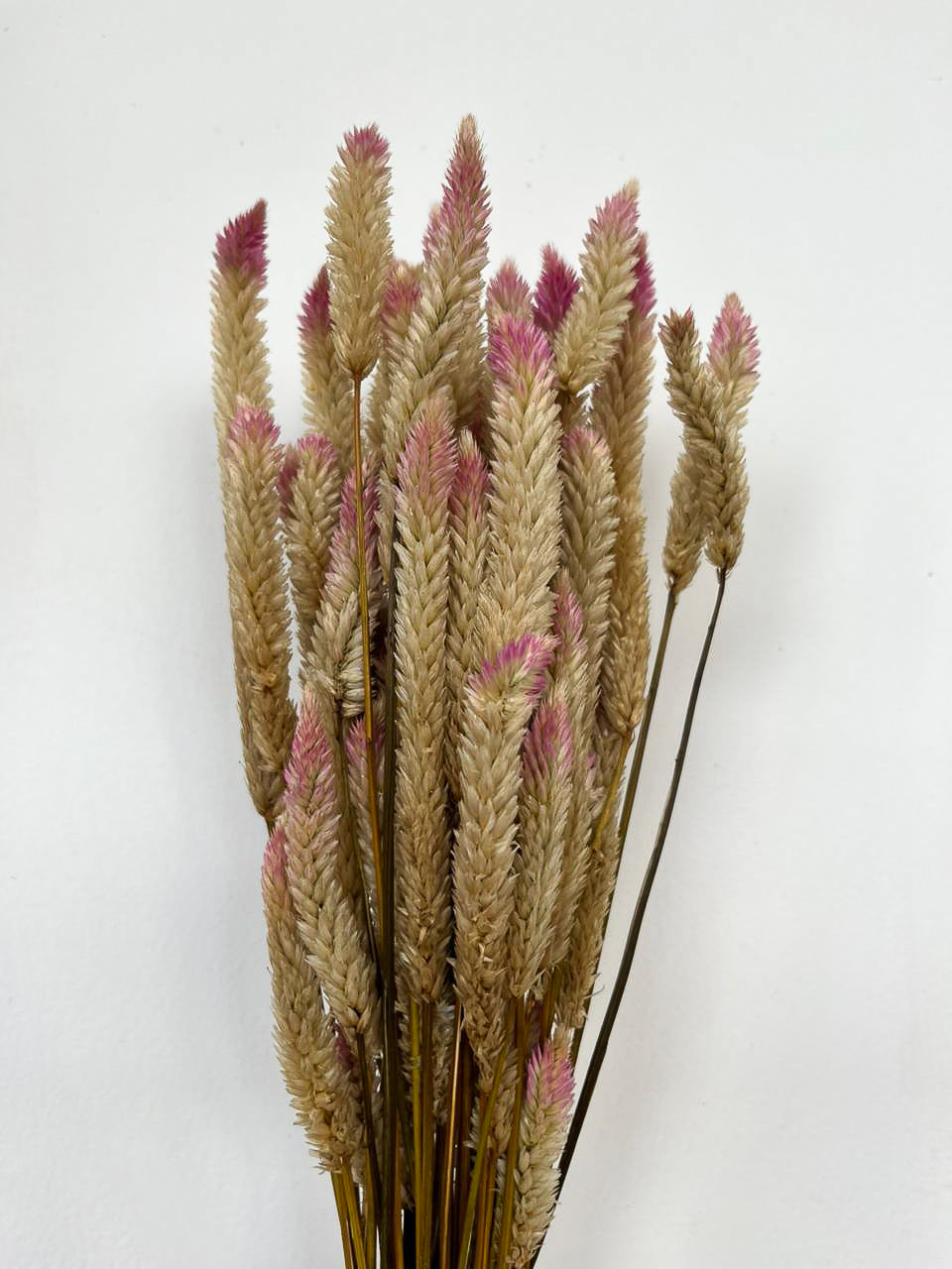 Dry Flower Ekor Pink