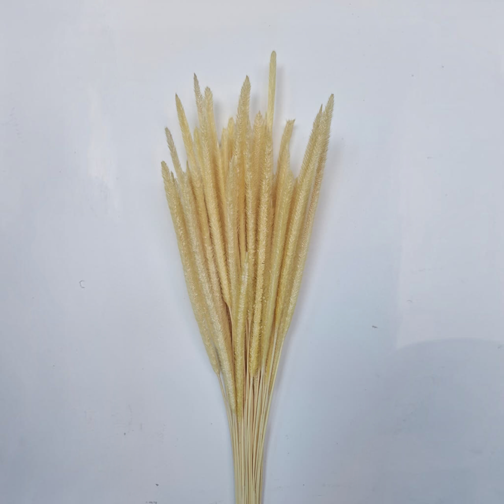 Dry Flower Sataria