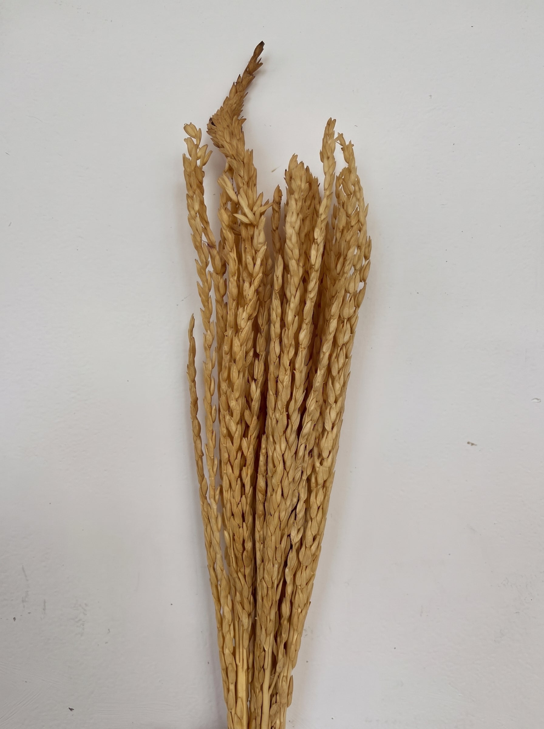 Dry Flower Padi