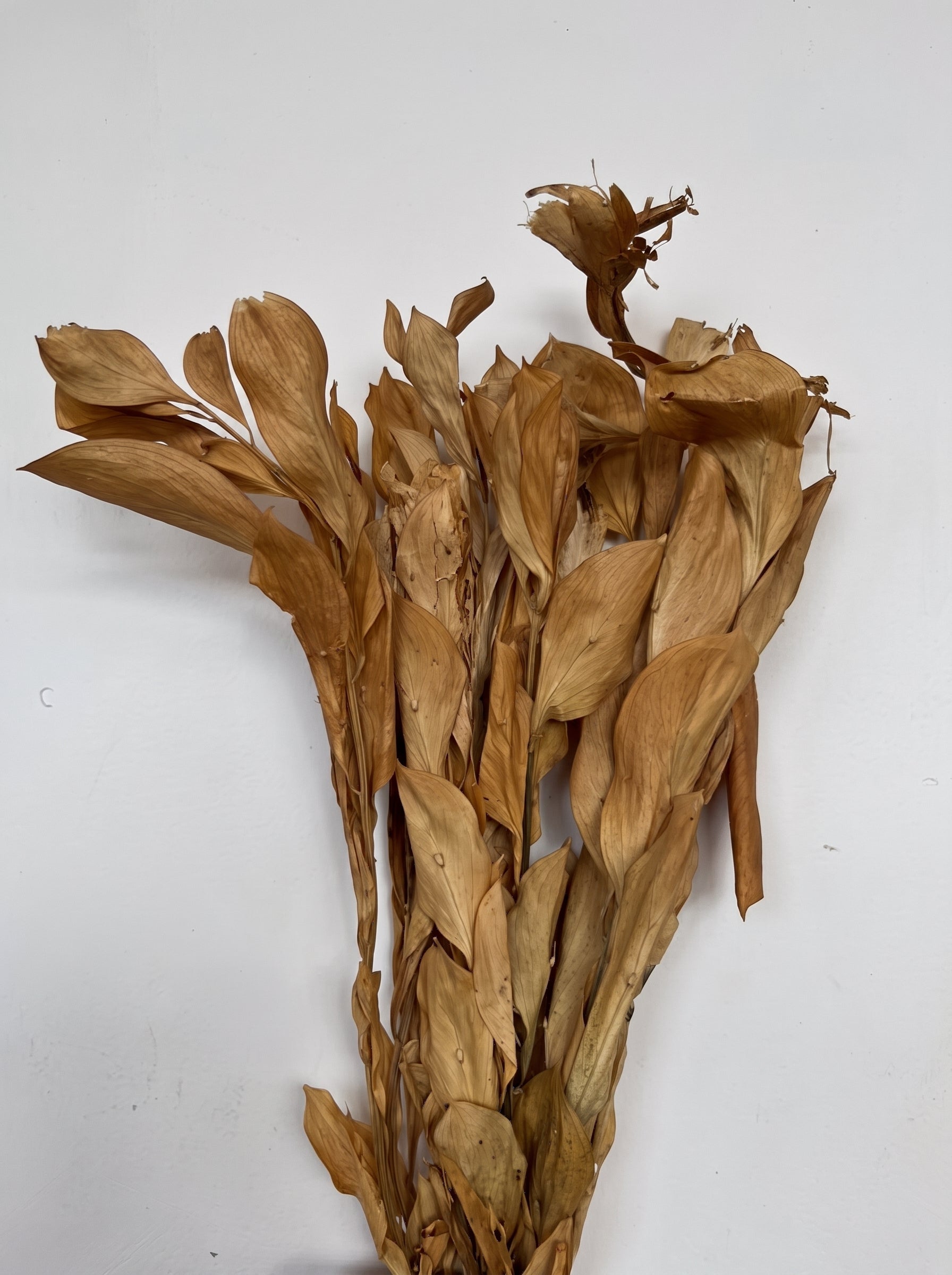 Dry Flower Ruskus