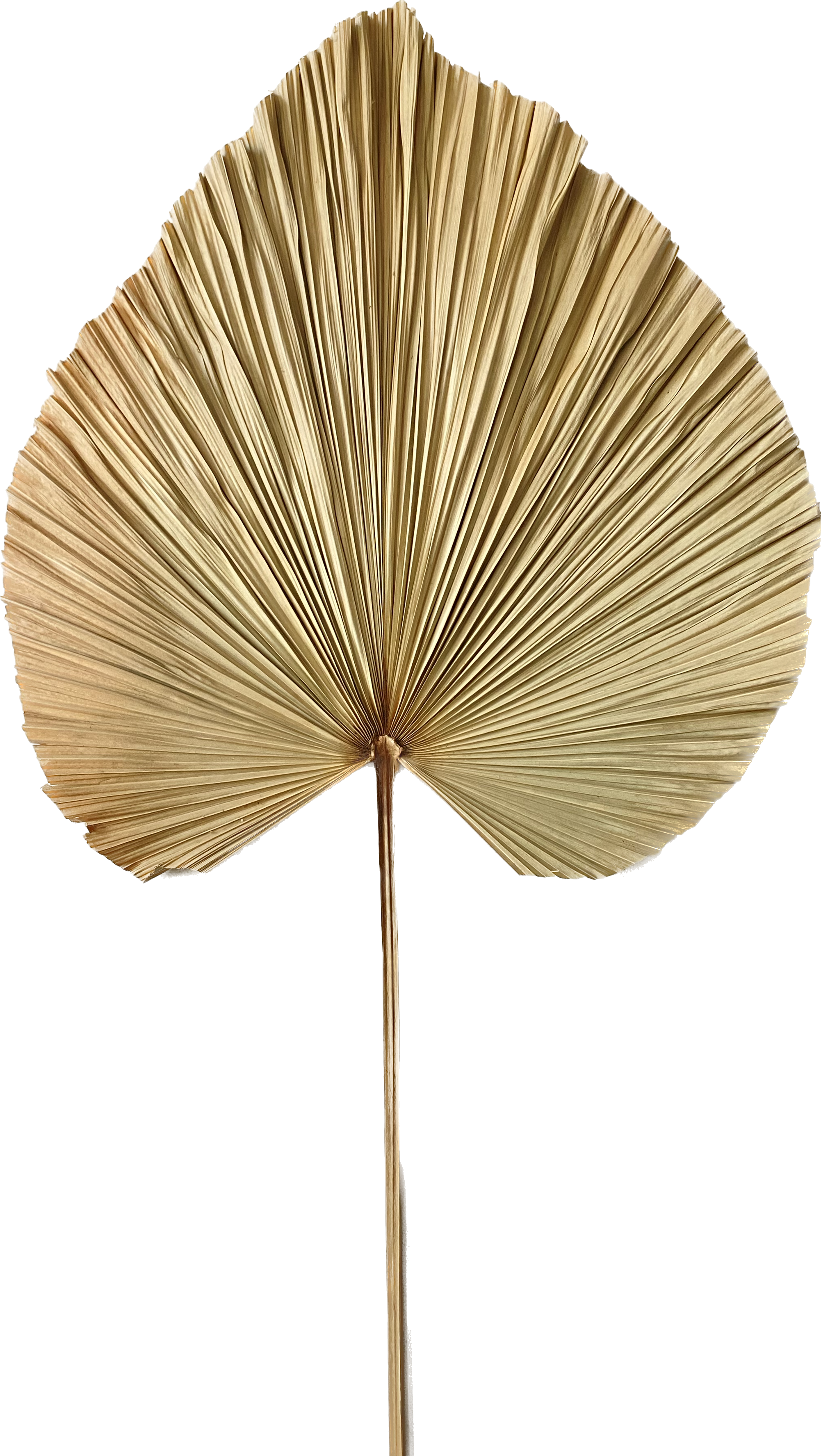 Bâton déco Palm Potong