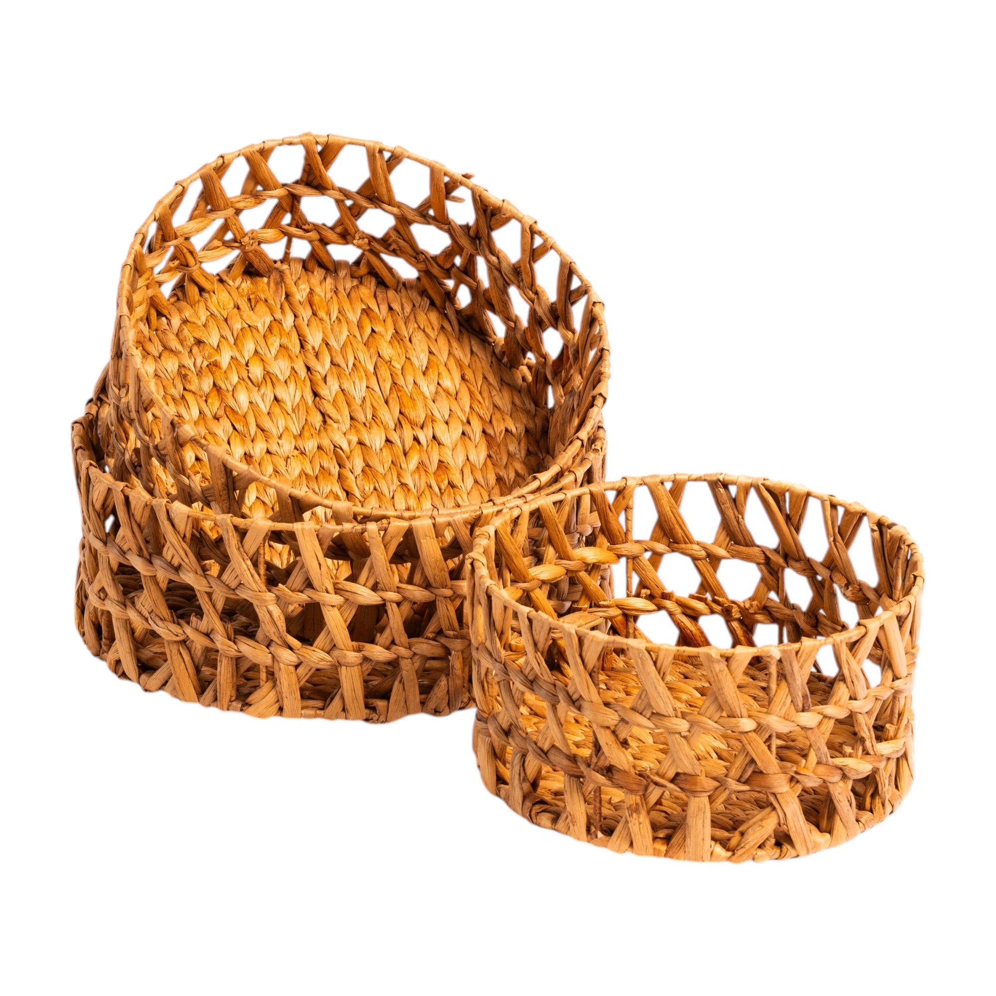 Box Cedar Wave