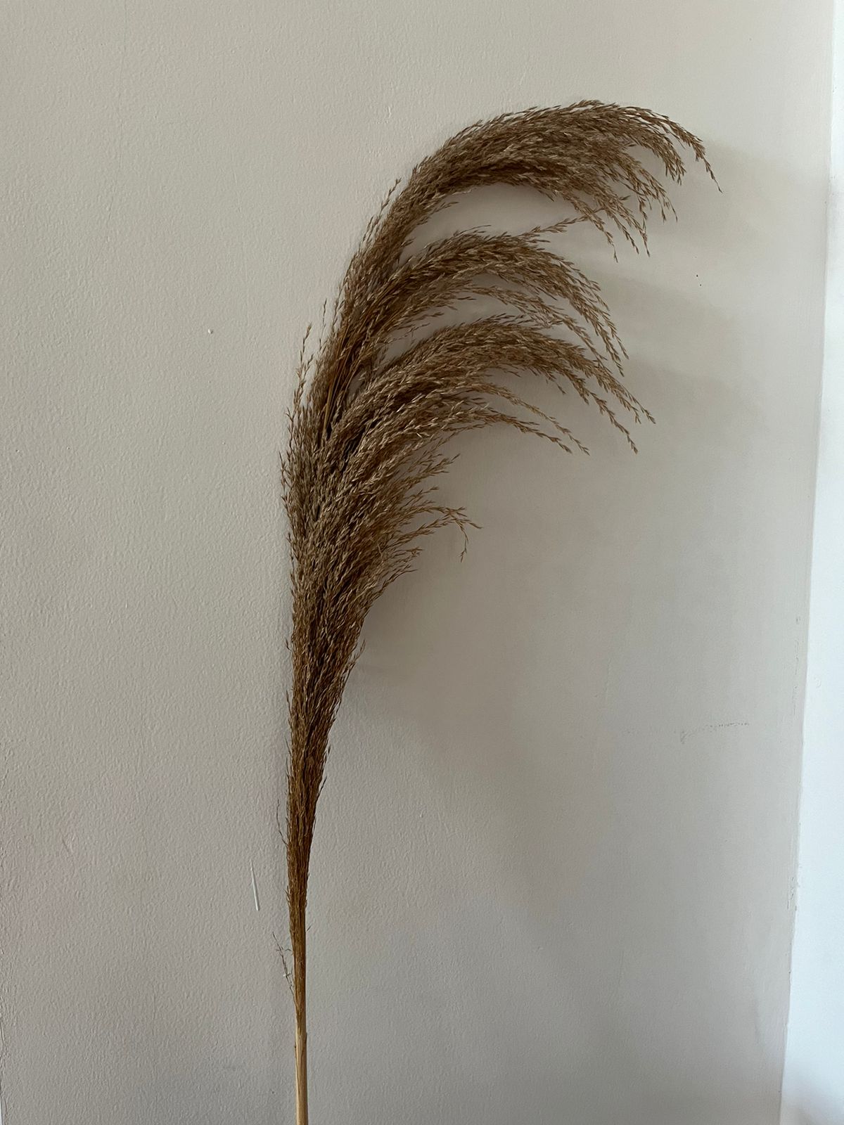 Bâton déco Pampas