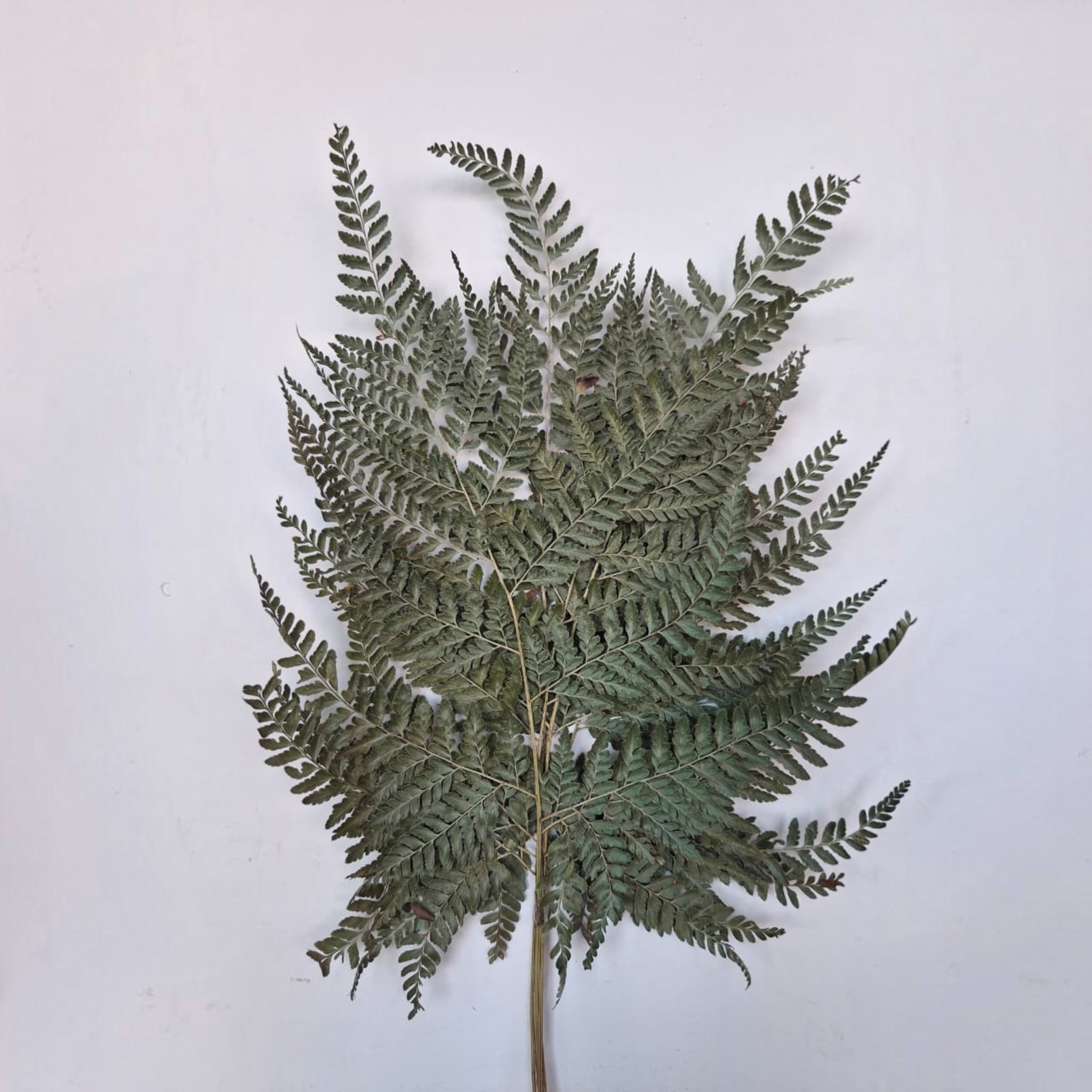 Dry Flower Pakis