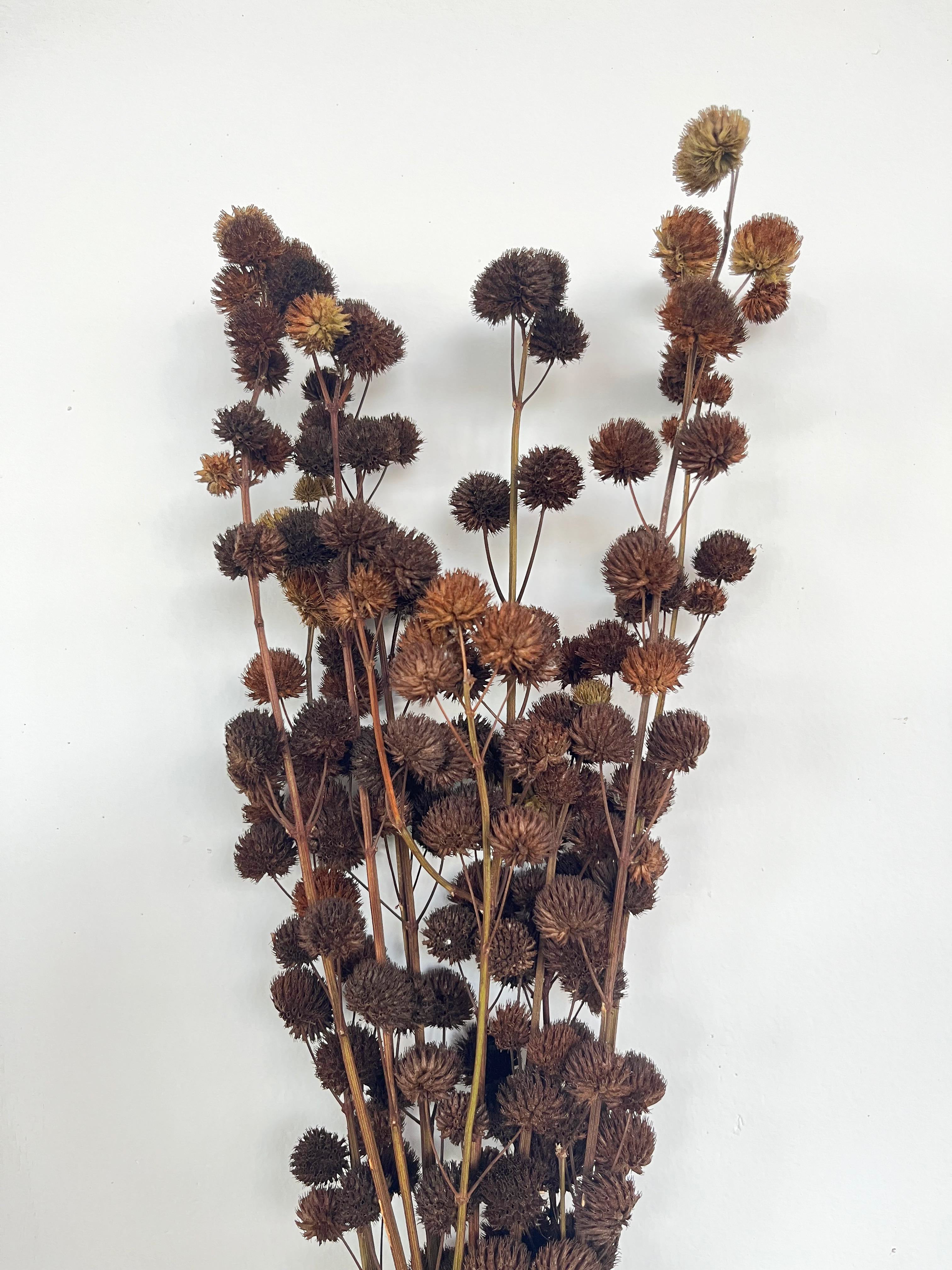 Dry Flower Pompom