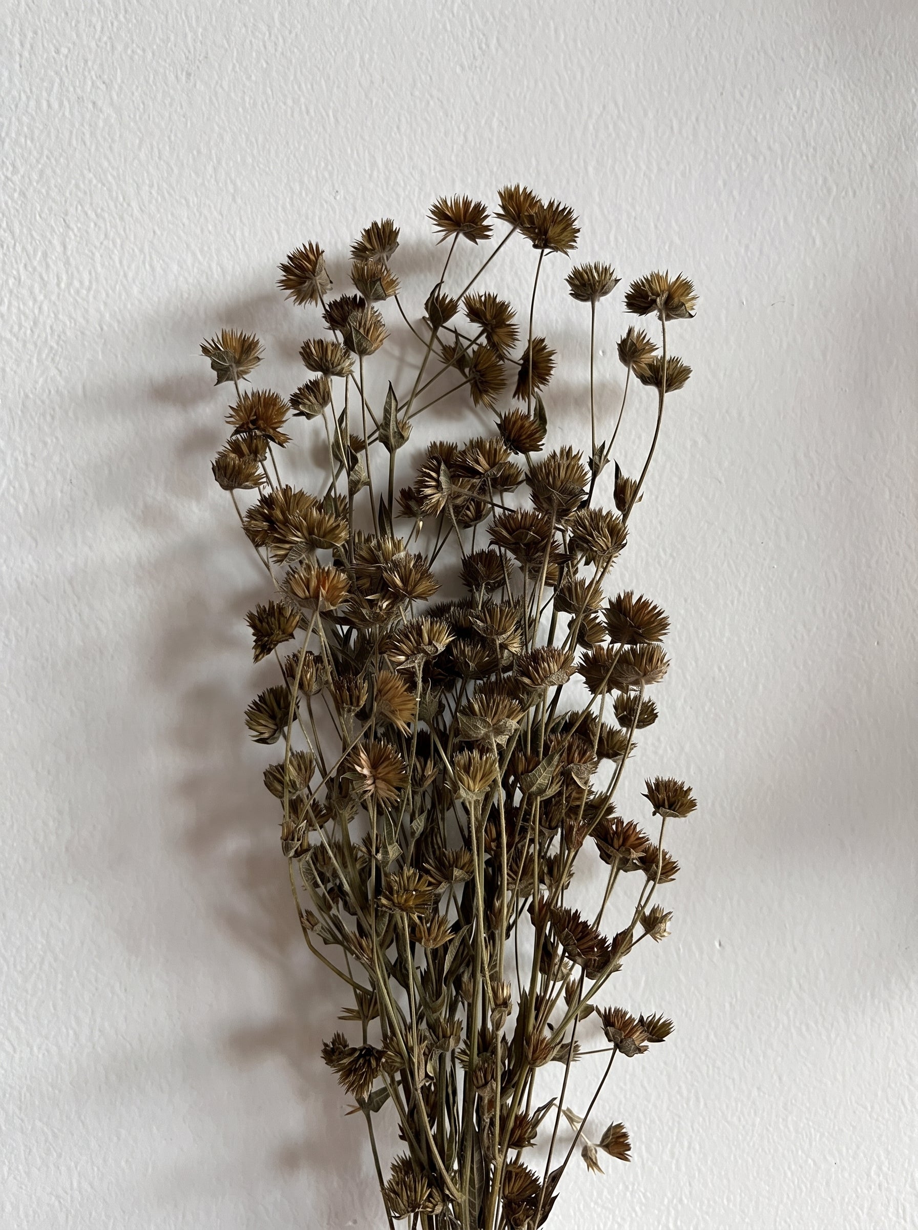 Dry Flower Matahari
